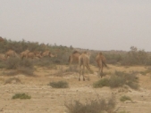 Gambia_Vol2_016