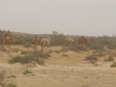 Gambia_Vol2_017