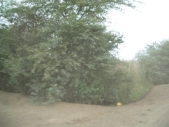 Gambia_Vol2_021