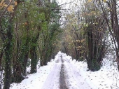 2010Surrey08
